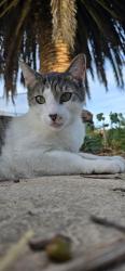 Lost Male Cat last seen Crawford Way. Elliot. , American Canyon, CA 94503