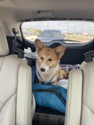 Reunited Male Dog last seen Bonds Ranch Road and Business 287, Fort Worth, TX 76179