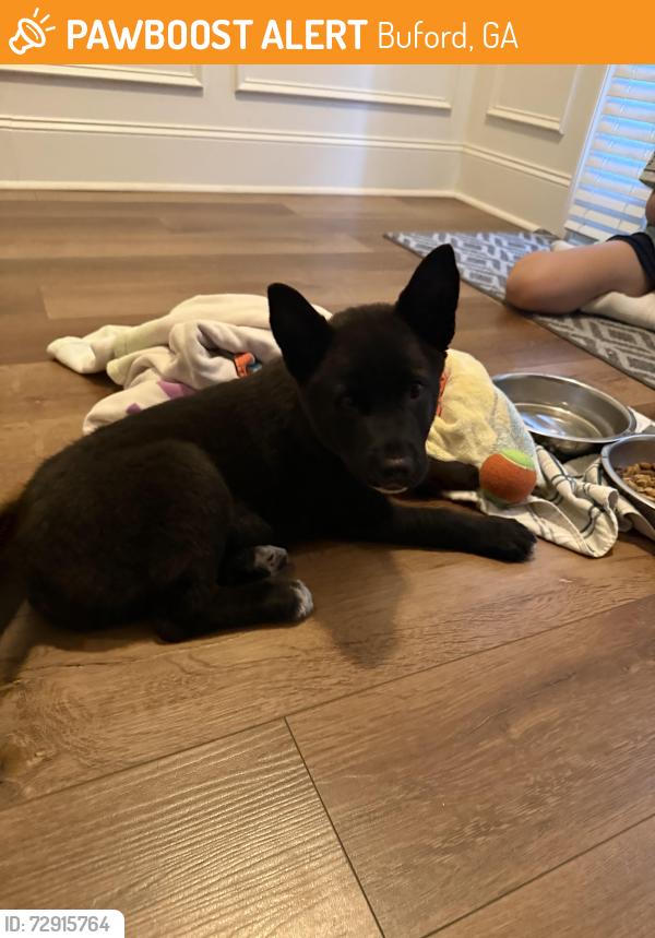 Surrendered Male Dog last seen Edenridge Ct in Buford, Buford, GA 30519