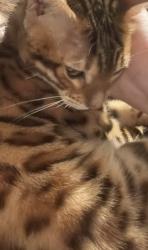 Reunited Male Cat last seen blanchard and college avenue , Wheaton, IL 60187