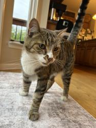 Reunited Female Cat last seen Benstein & Glengary, Commerce Township, MI 48382