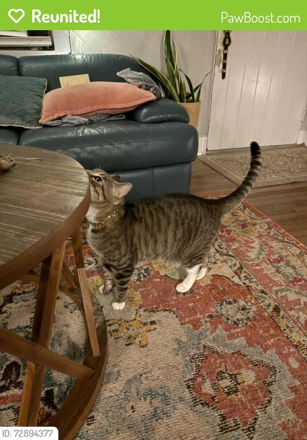 Reunited Male Cat last seen Palmer and Summerlin, Orlando, FL 32801