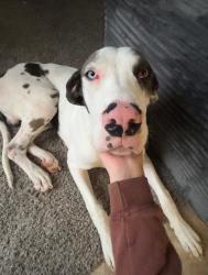 Reunited Male Dog last seen Shelby Dr and Swinnea Rd, Memphis, TN 38118