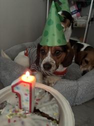 Reunited Male Dog last seen University station road 27705, Durham, NC 27705