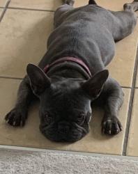 Reunited Female Dog last seen Cactus , Las Vegas, NV 89183