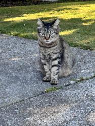 Found/Stray Unknown Cat last seen E Gilkey and S Skagit, Burlington, WA 98233