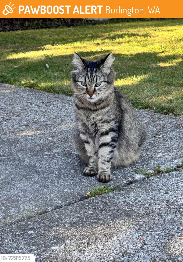 Found/Stray Unknown Cat last seen E Gilkey and S Skagit, Burlington, WA 98233