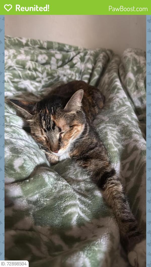Reunited Female Cat last seen Near casa de campo , San Mateo, CA 94403
