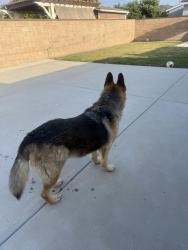Found/Stray Unknown Dog last seen California , Oxnard, CA 93033