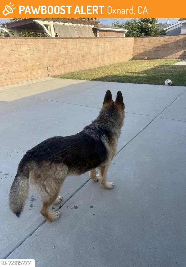 Found/Stray Unknown Dog last seen California , Oxnard, CA 93033