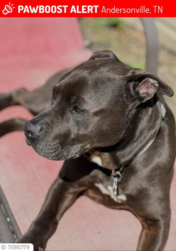 Lost Female Dog last seen Laurel , Andersonville, TN 37705