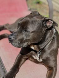 Lost Female Dog last seen Laurel , Andersonville, TN 37705