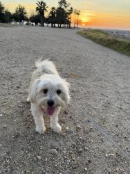 Lost Female Dog last seen Noble ave, Bakersfield, CA 93305