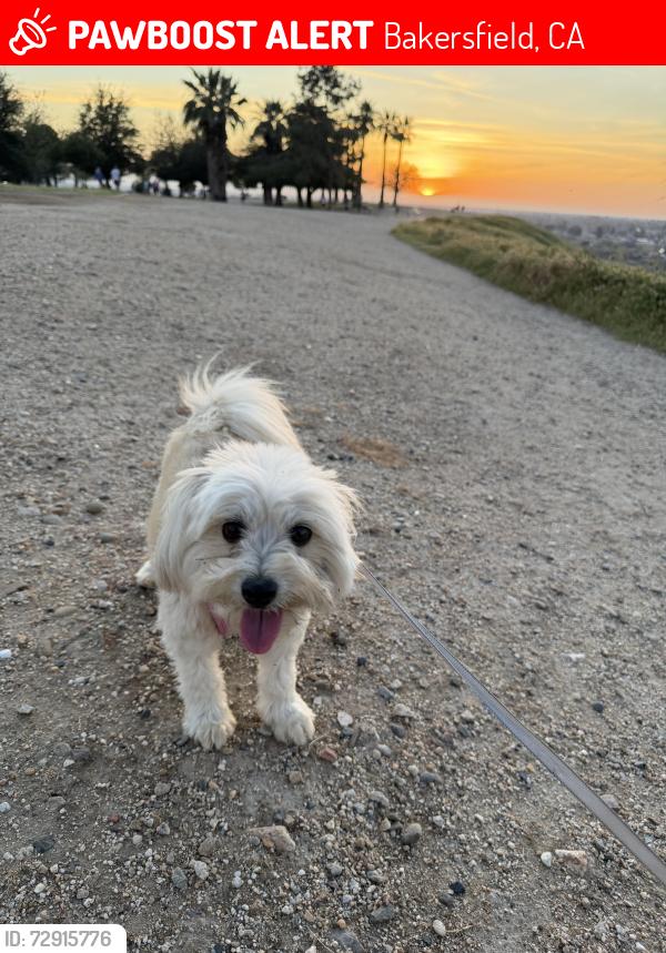 Lost Female Dog last seen Noble ave, Bakersfield, CA 93305