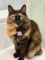 Lost Female Cat last seen Cheyenne Av between Dakota & Geronimo, San Diego, CA 92117