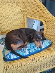 Reunited Male Dog last seen Highland Ave & E 11th st , Lehigh Acres, FL 33972