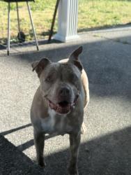 Reunited Female Dog last seen Freestone Station Neighborhood, Olympia, WA 98513