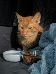 Reunited Male Cat last seen N duane and Ingram ave, Pittsburgh, PA 15205