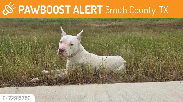 Found/Stray Male Dog last seen Cedar Vista/1995, Smith County, TX 75704
