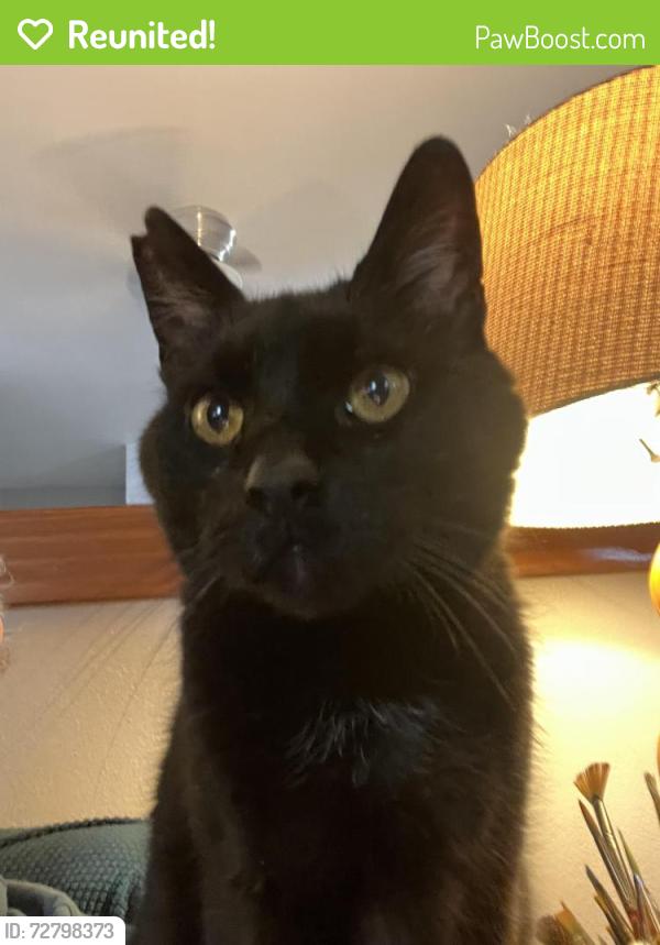 Reunited Male Cat last seen Near the boathouse, Urbana, IL 61801