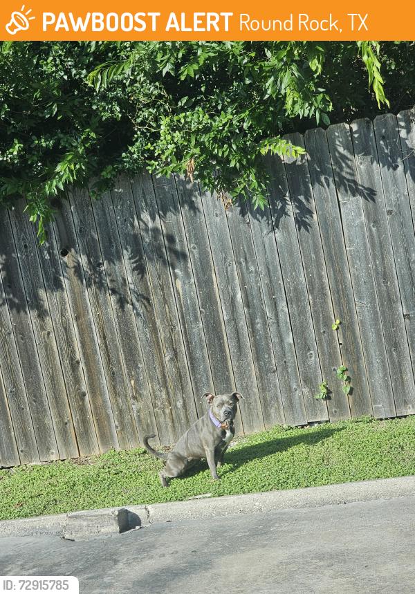 Found/Stray Unknown Dog last seen Sonic parking lot off of north mays street, Round Rock, TX 78664