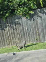 Found/Stray Unknown Dog last seen Sonic parking lot off of north mays street, Round Rock, TX 78664