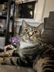 Lost Male Cat last seen Echo lake, Mountainside, NJ 07092