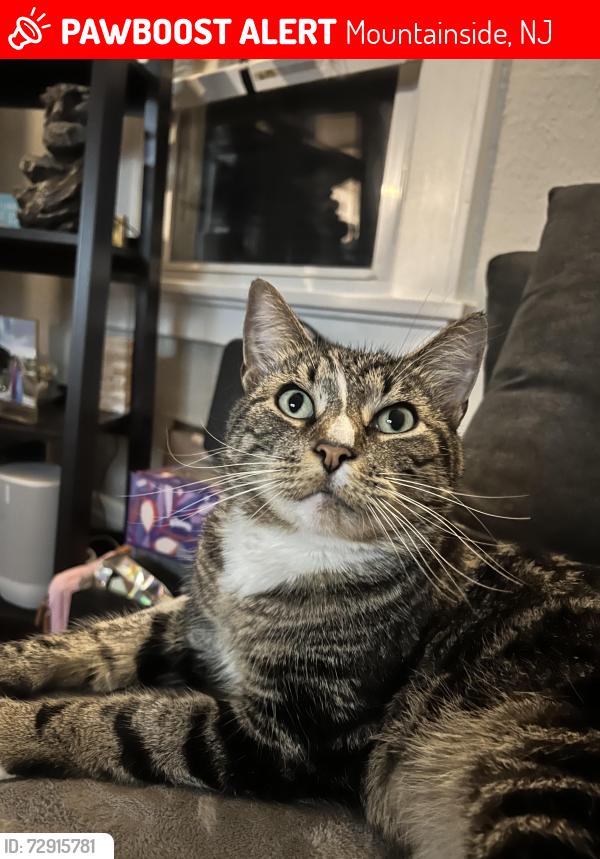 Lost Male Cat last seen Echo lake, Mountainside, NJ 07092