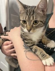 Found/Stray Female Cat last seen Thomaston Avenue Waterbury CT, Waterbury, CT 06710