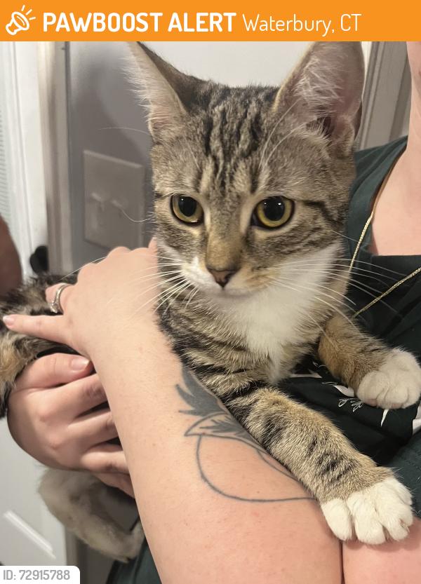 Found/Stray Female Cat last seen Thomaston Avenue Waterbury CT, Waterbury, CT 06710