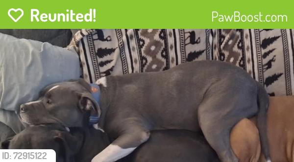 Reunited Male Dog last seen Edward n Hines dr, Detroit, MI 48223