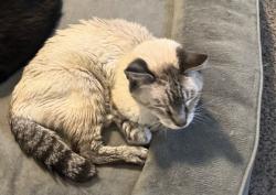 Reunited Male Cat last seen Near Trumpet Ln, Windsor, CO 80550, USA, Windsor, CO 80550