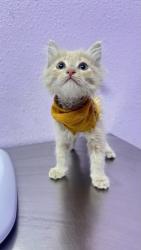 Shelter Stray Male Cat last seen Near kaitlyn reece, CITY of El Paso, TX, Fort Bliss, TX 79906