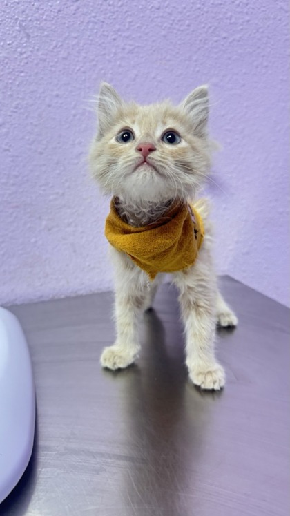 Shelter Stray Male Cat last seen Near kaitlyn reece, CITY of El Paso, TX, Fort Bliss, TX 79906