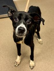 Shelter Stray Male Dog last seen Near South Hairston Road, 30088, GA, Atlanta, GA 30341