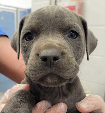 Shelter Stray Male Dog last seen Near Olive St, 64130, MO, Kansas City, MO 64132
