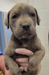 Shelter Stray Male Dog last seen Near Olive St, 64130, MO, Kansas City, MO 64132