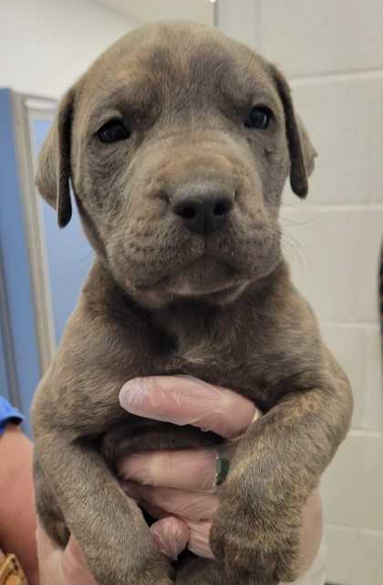 Shelter Stray Male Dog last seen Near Olive St, 64130, MO, Kansas City, MO 64132