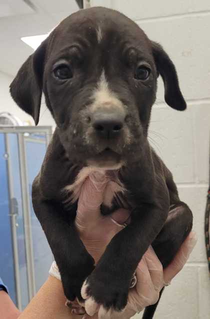 Shelter Stray Male Dog last seen Near Olive St, 64130, MO, Kansas City, MO 64132
