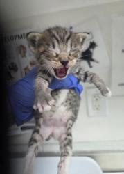 Shelter Stray Female Cat last seen Oakland, CA 94601, Oakland, CA 94601