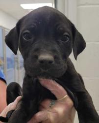 Shelter Stray Female Dog last seen Near Olive St, 64130, MO, Kansas City, MO 64132