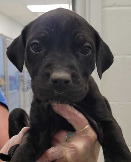 Shelter Stray Female Dog last seen Near Olive St, 64130, MO, Kansas City, MO 64132