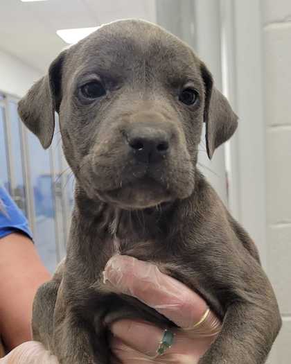 Shelter Stray Female Dog last seen Near Olive St, 64130, MO, Kansas City, MO 64132
