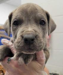 Shelter Stray Male Dog last seen Near Olive St, 64130, MO, Kansas City, MO 64132