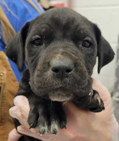 Shelter Stray Male Dog last seen Near Olive St, 64130, MO, Kansas City, MO 64132