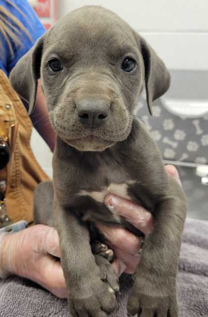 Shelter Stray Female Dog last seen Near Olive St, 64130, MO, Kansas City, MO 64132