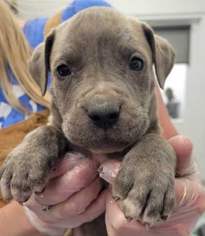 Shelter Stray Male Dog last seen Near Olive St, 64130, MO, Kansas City, MO 64132