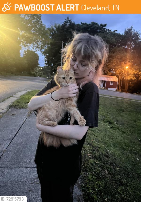 Found/Stray Female Cat last seen At the intersection of SE East St and SE 3rd St, Cleveland, TN 37311