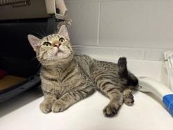 Shelter Stray Male Cat last seen Near Elmwood Ave, 64132, MO, Kansas City, MO 64132