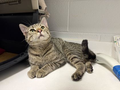 Shelter Stray Male Cat last seen Near Elmwood Ave, 64132, MO, Kansas City, MO 64132